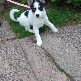 Companion Cross and Siberian Husky Puppies from High Mountain Crosses