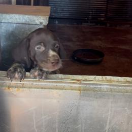 Female two - Liver and white female German Shorthaired Pointer puppy in Kathleen, Florida from Alex Yates GSP's