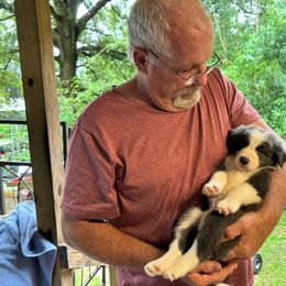 Border Collie Puppies from Bama Border Collies