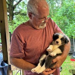 Border Collie Puppies from Bama Border Collies