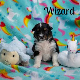 Wizard - Black tri-color male Australian Shepherd puppy in Benton City, Washington from Eventide Australian Shepherds