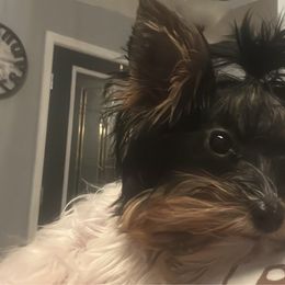 Whiskey - Biewer Terrier