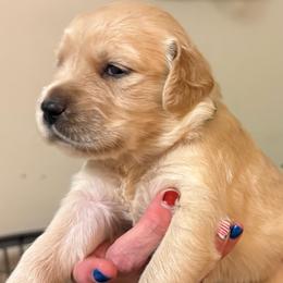 Grass green collar - Light golden female Golden Retriever puppy in Indianapolis, Indiana from ZuGolden Retrievers & Doodles