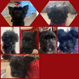 Yorkshire Terrier Puppies from D’Luxe Kennels