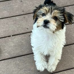 Yorkshire Terriers from The Yorkie Den, LLC