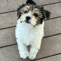 Yorkshire Terriers from The Yorkie Den, LLC