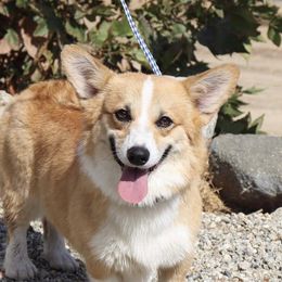 Holly - Pembroke Welsh Corgi