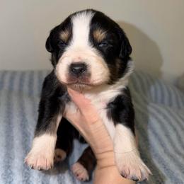 Nicholas - Black tri-color male Australian Shepherd puppy in Anniston, Alabama from All Hale Aussies