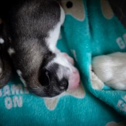 Siberian Husky Puppies from Ivie Huskies