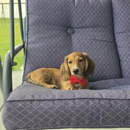 AKC Meet Duke :) - Dapple male Dachshund puppy in Centerville, Iowa from Barnyard Dachshunds, Dals & Doodles