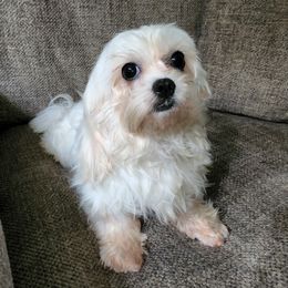 Sugar - Biewer Terrier