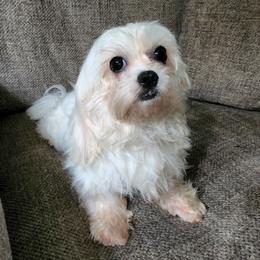 Sugar - Biewer Terrier