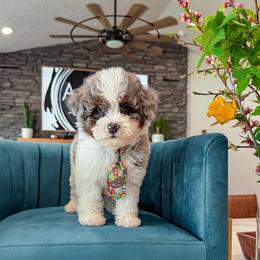 C R I C K E T- teddy bear - 10-15 lb - Blue merle male Bernedoodle puppy in Pleasant View, Utah from Anchor Dogs