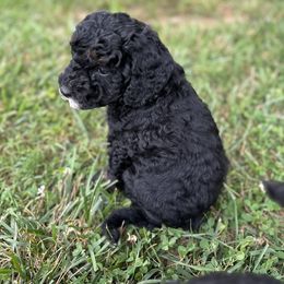 Sheepadoodle Puppies from Dogwood Hills