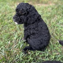 Sheepadoodle Puppies from Dogwood Hills