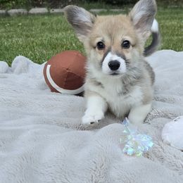 No Collar Male - Red male Pembroke Welsh Corgi puppy in Tenino, Washington from LoneStar Corgis NW