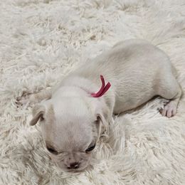 Pink Collar Girl - Seal and white female Boston Terrier puppy in Long Lane, Missouri from Tellier's AKC Boston Terriers Missouri