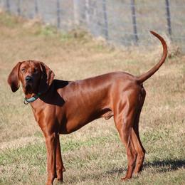 Dan - Redbone Coonhound