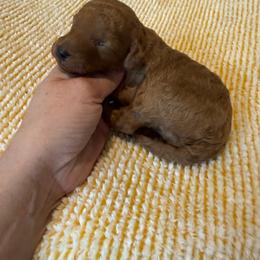 Beau - Red  male Poodle puppy in Monetta, South Carolina from Moonrise Poodles