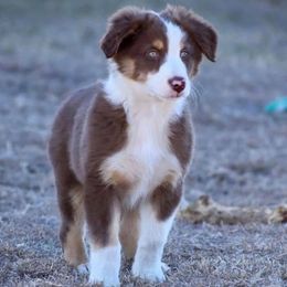 Australian Shepherds from LL Farm Australian Shepherds