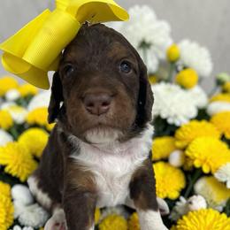 Stevie - Parti female Goldendoodle puppy in Prosperity, Pennsylvania from Stelladoodles & Company