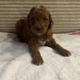 Angela - Red  female Goldendoodle puppy in Payson, Utah from Country Sky Doodles