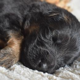 Jovi - Black and red male German Shepherd puppy in Lexington, Virginia from Stahlhaus ( Previously Buffelbach Farmstead Shepherds)