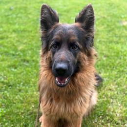Diem - German Shepherd
