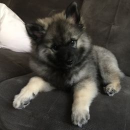 Max - Black and silver male Keeshond puppy in Tipton, Indiana from Keeshond Country Paradise