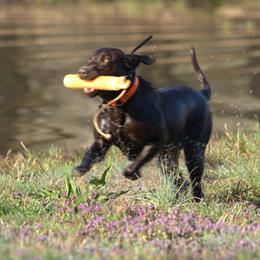 Labrador Retriever puppies from AimPowers Retrievers
