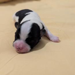 Lilly's AKC girl Tulip - White black and tan female Papillon puppy in Joshua, Texas from Summertime Kennels