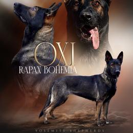 Oxi - German Shepherd