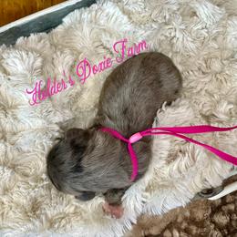 Hope - Dapple female Dachshund puppy in Atwood, Oklahoma from Holder’s Doxie Farm