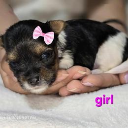 Biewer Terrier and Yorkshire Terrier Puppies from Granny's yorkshire Terrier Modesto California