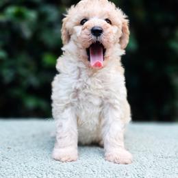 Saffron - Cream male Aussiedoodle puppy in Centreville, Mississippi from Trin's Designer Doodles