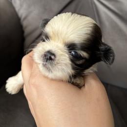 Royce - Tricolor male Shih Tzu puppy in Lakeland, Florida from Sunshine Shih Tzus