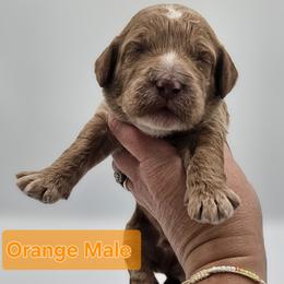Orange Male - Red  male Goldendoodle puppy in Mocksville, North Carolina from Hunting Creek Farm & Kennel