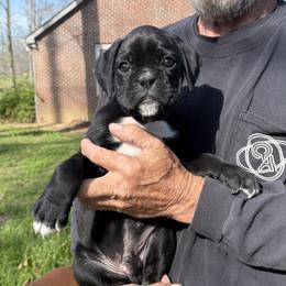 Rocky - Brindle male Boxer puppy in Taft, Tennessee from Hillbillie Boxers