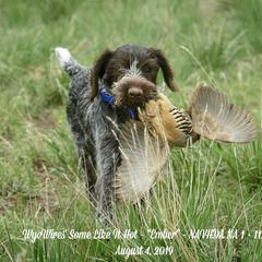 German Wirehaired Pointer All Grown Up from WyoWires German Wirehaired Pointers