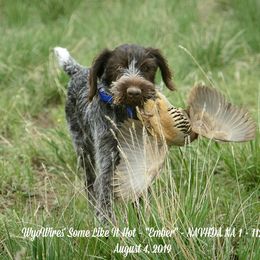 German Wirehaired Pointer All Grown Up from WyoWires German Wirehaired Pointers