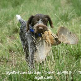 German Wirehaired Pointer All Grown Up from WyoWires German Wirehaired Pointers