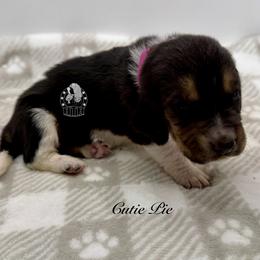 Cutie Pie - Black white and brown female Basset Hound puppy in Dingess, West Virginia from Tuckers' Howling Hounds