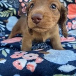 Girl 1 - Dachshund puppy in Gracemont, Oklahoma from Frank's Mini Doxies