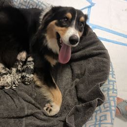 Scarlet - Australian Shepherd