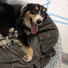 Scarlet - Australian Shepherd