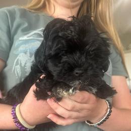 Boy 2 - Black male Russian Tsvetnaya Bolonka puppy in Peabody, Kansas from SouthFork Ranch