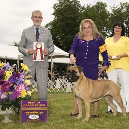 Bullmastiff All Grown Up from Guardian Angel Bullmastiff