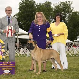 Bullmastiff All Grown Up from Guardian Angel Bullmastiff