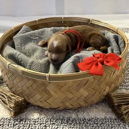 Red Collar Female - Red  female Goldendoodle puppy in Bradenton, Florida from Suncoast Goldendoodles