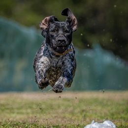 Wyatt - German Shorthaired Pointer
